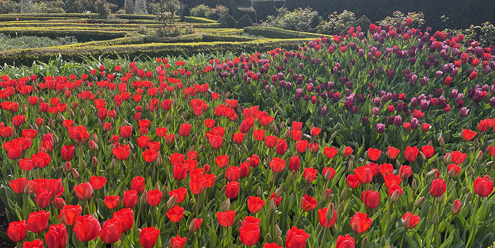 Arundel Castle Tulip Festival formal garden