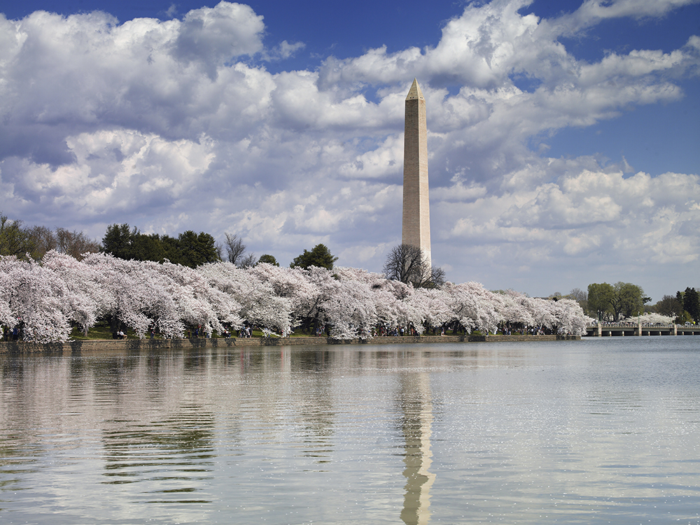 Washington Memorial among the flowering cherry trees, USA