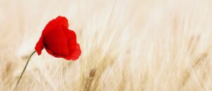 Where in the World 583 featured image single red poppy in cornfield