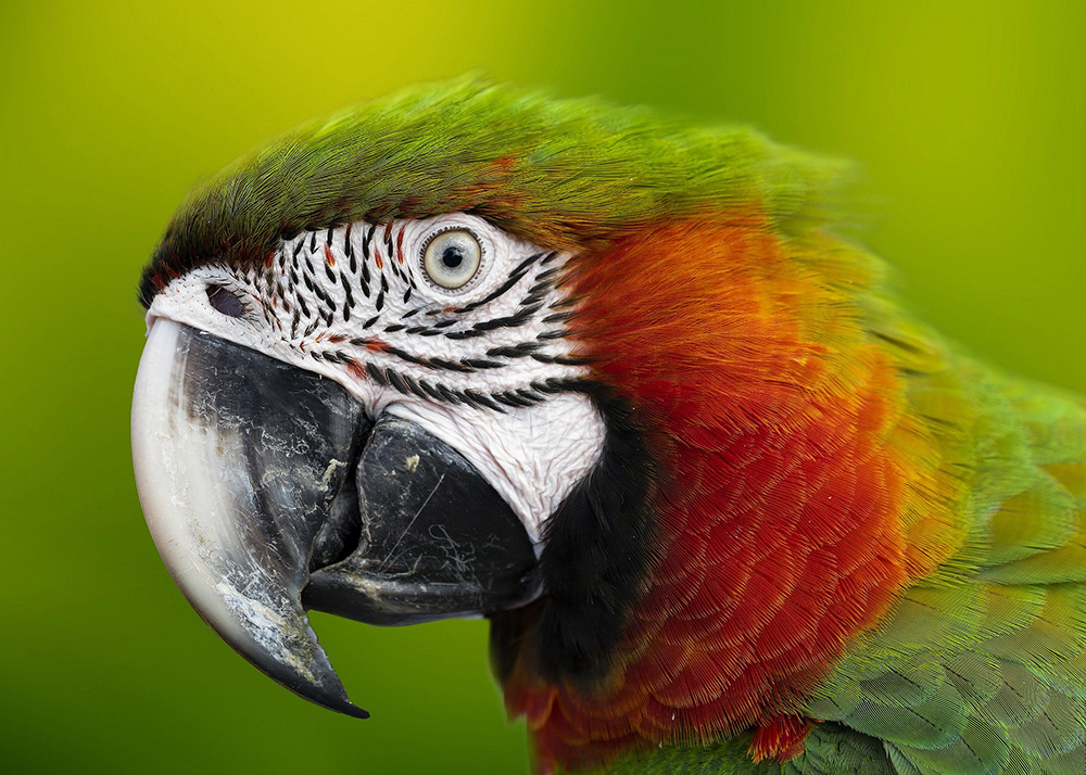 smartphone video macaw
